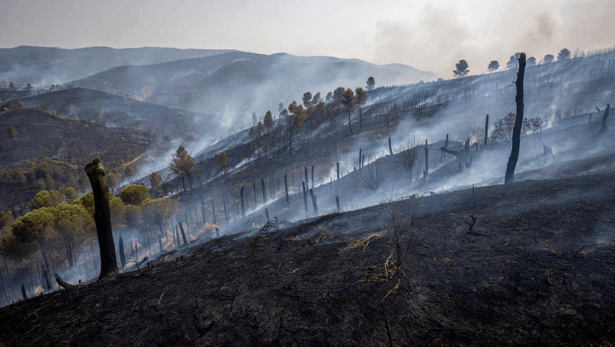 El incendio en la comarca de las Cinco Villas en Zaragoza quema 14.000 hectáreas y es ya el mayor del año en España
