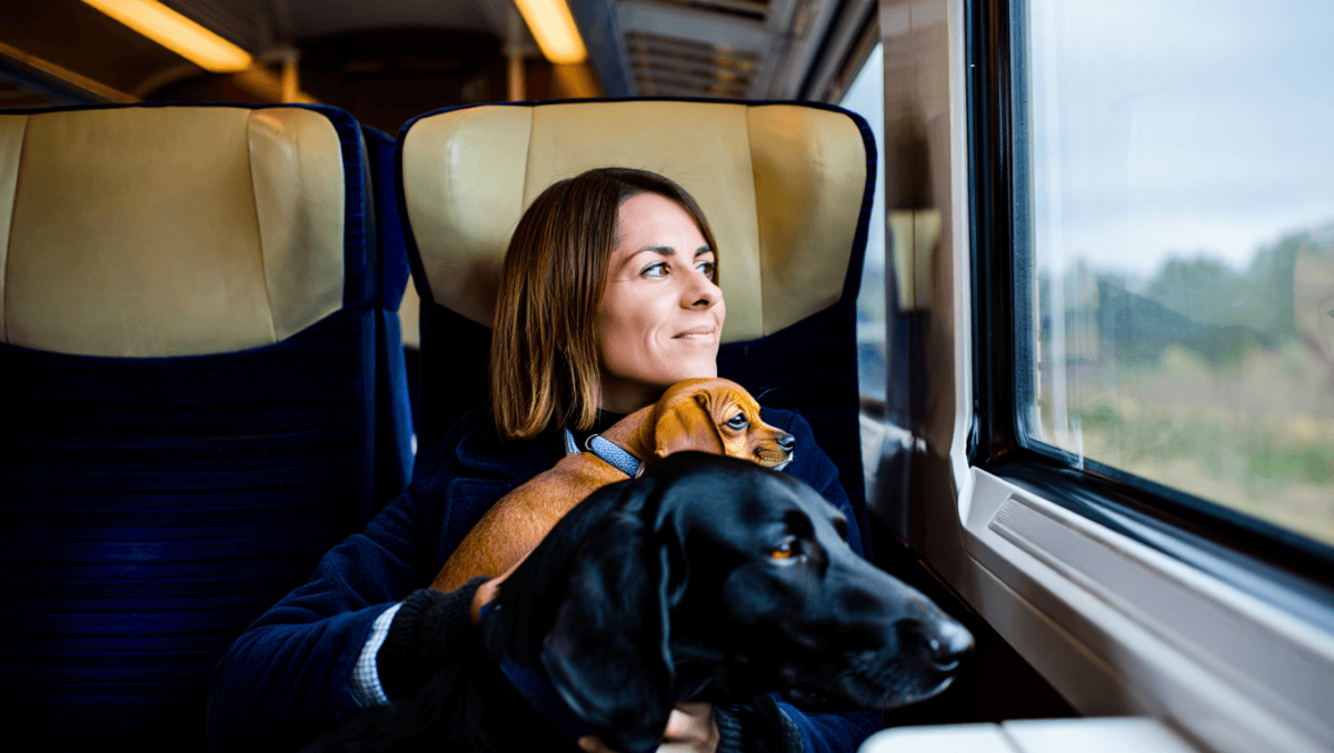 Los perros podrán ocupar una plaza en los trenes de Renfe: 40 euros por trayecto y junto a la ventanilla