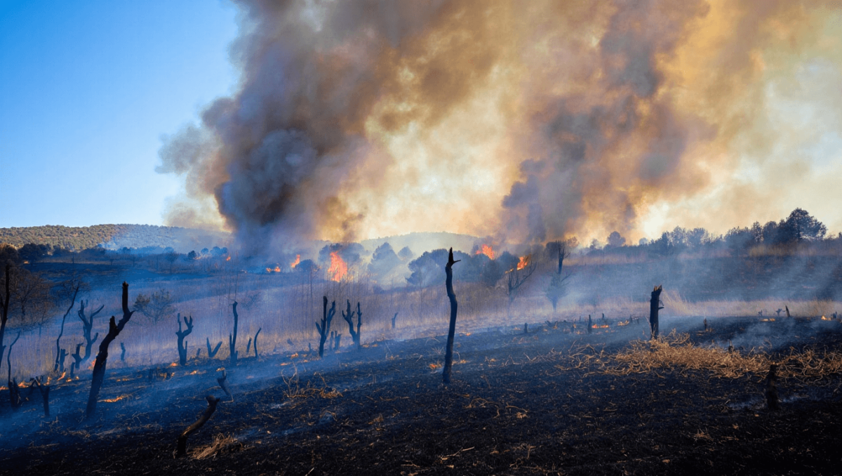 Las llamas se ceban con Castilla y León, que sufre nuevos incendios de nivel máximo en Zamora y León
