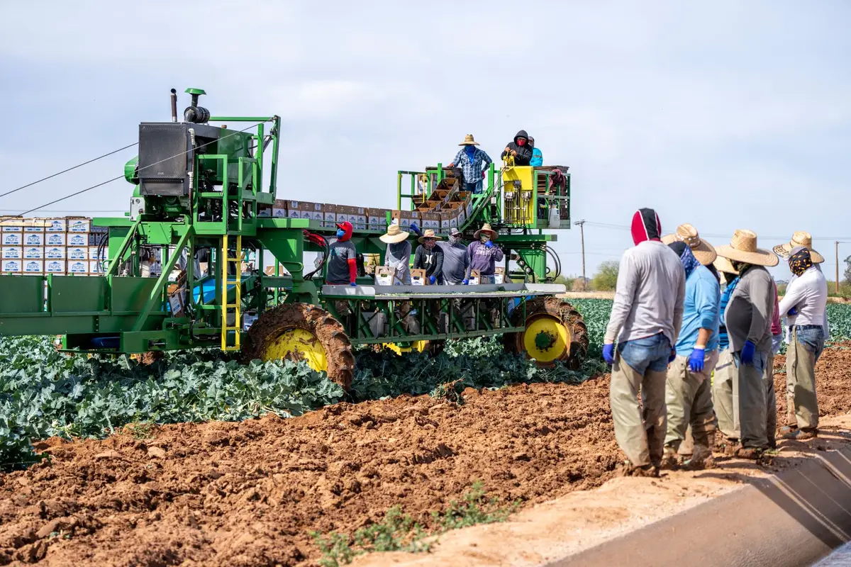 Trabajadores en labores agrícolas en campo abierto